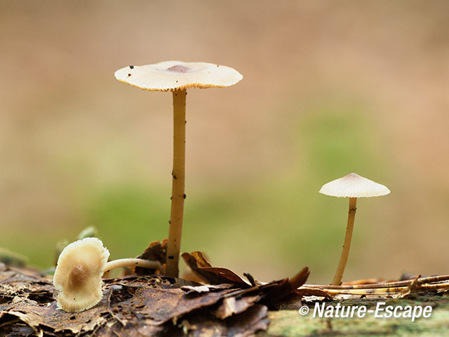 Mycena's, op dood hout, Spanderswoud 3 051013