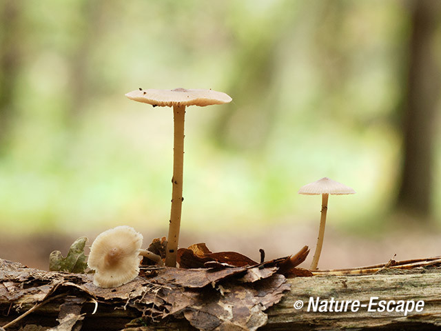 Mycena's, op dood hout, Spanderswoud 1 051013