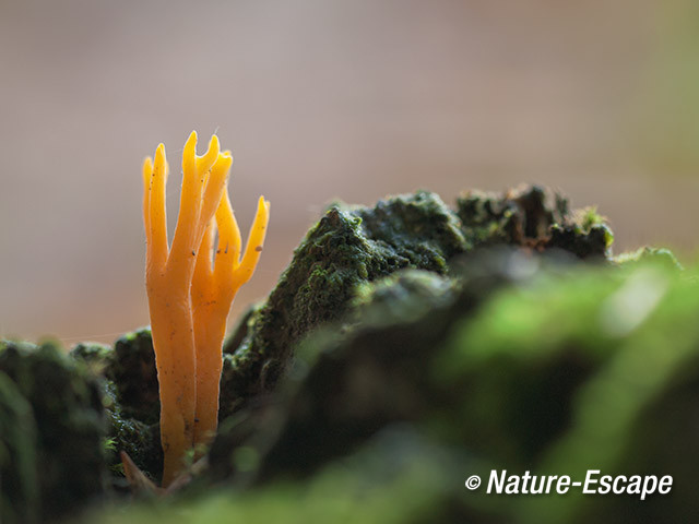 Gele koraalzwam, Speulderbos 2 191013