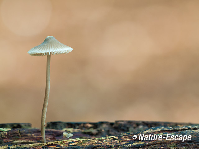 Mycena, Speulderbos 1 191013