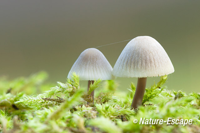 Mycena, Mycena's, AWD1 221013