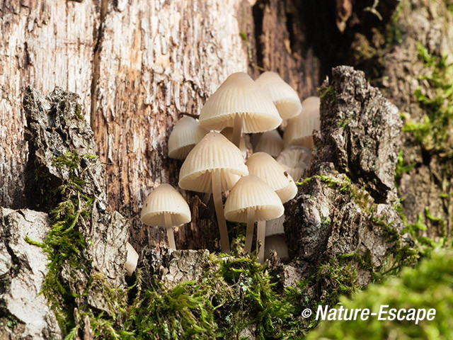 Mycena, Mycena's, tussen schors en stam, AWD8 221013