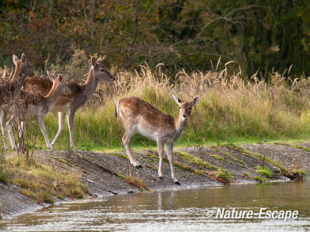 Damhert, damherten, bij infiltratiekanaal, AWD 221013