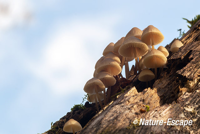 Mycena, Mycena's, AWD7 221013