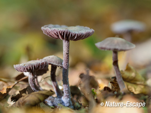 Amethistzwam, rodekoolzwam, paddenstoelen, Het Wildrijk 1 221013