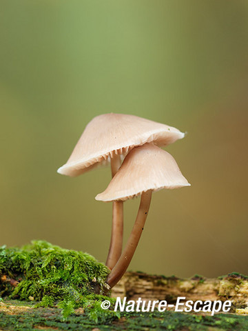 Mycena, Mycena´s, Speulderbos 1 261013