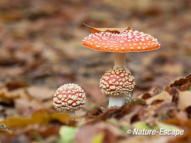 Vliegenzwam, vliegenzwammen, Speulderbos 1 261013