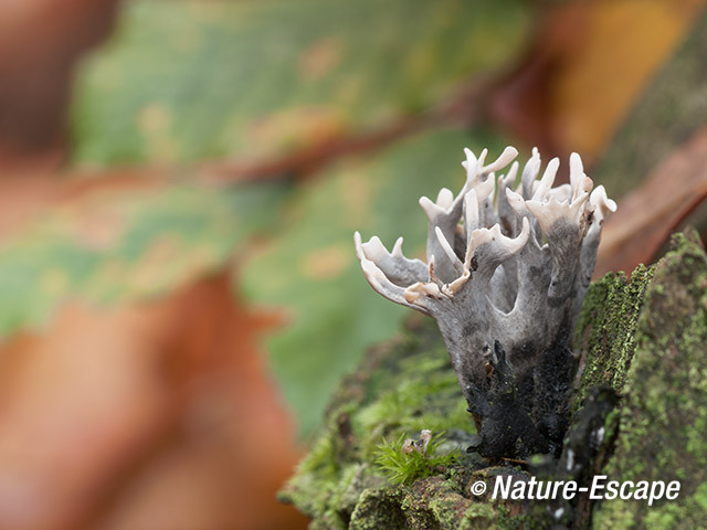 Geweizwam, geweizwammetjes, Speulderbos 1 261013