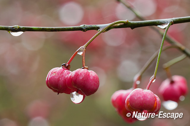 Kardinaalsmuts, vruchten, met waterdruppels, regendruppels, NHD Castricum 1 021113