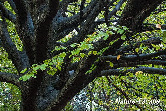 Beuk, groen blad, natte takken, NHD Castricum 1 021113