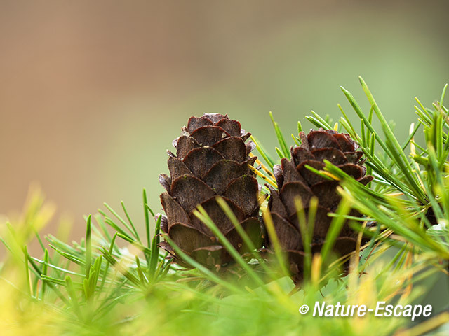 Europese lariks, lork, kegels, naalden, Noordhollands Duinreservaat Heemskerk 4 1 021113