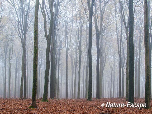 Speulderbos, herfst, herfstkleuren, mist, nevel, Speulderbos 14 161113