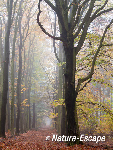 Wandelpad, herfst, herfstkleuren, mist, Speulderbos 2 161113