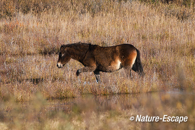 Exmoor pony, lopend, moeras, Starrevlak, NHD Egmond 2 231113