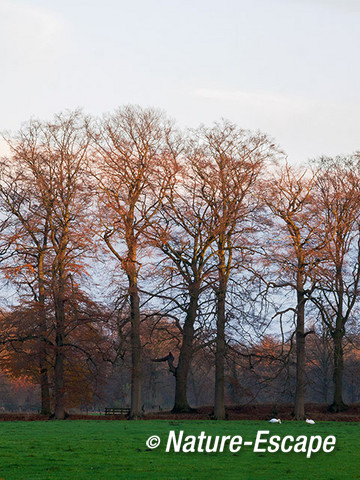 Landschap, vroeg ochtendlicht, Hilverbeek, Natuurmonumenten 1 301113