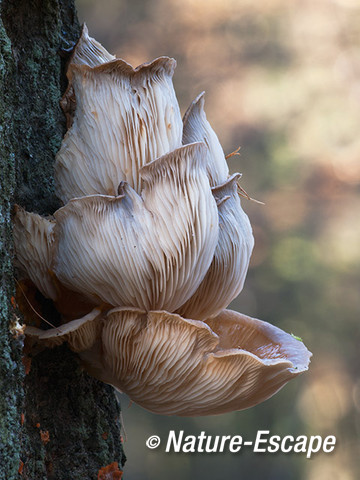 Oesterzwam, oesterzwammen, omgekrulde hoeden, Spanderswoud 1 301113