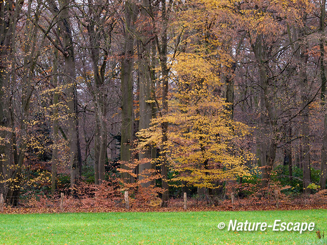 Bosrand, herfst, herfstkleuren, Hilverbeek Natuurmonumenten 1 301113 