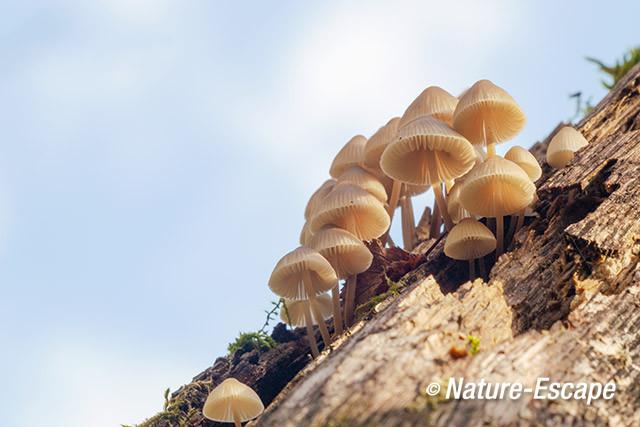 Mycena, Mycena's, AWD12 221013