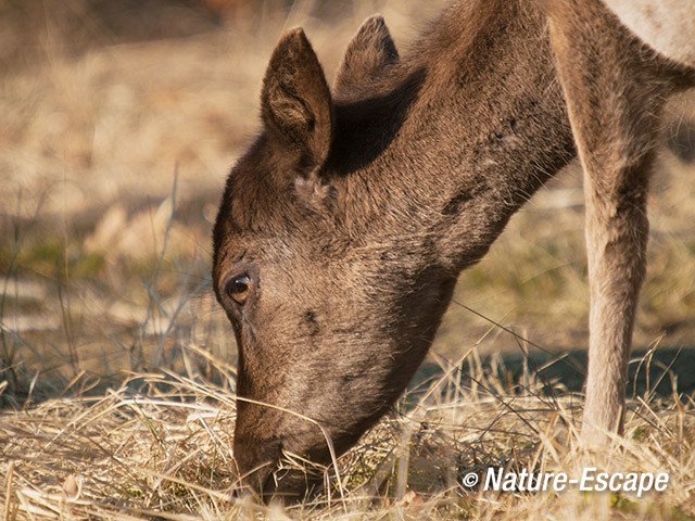 Damhert, foergarend op dor gras, AWD2 010413