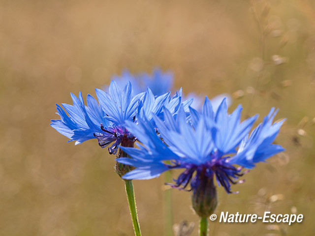 Korenbloem, bloemen, Groene Hart, bij de Reeuwijkse Plassen 3 130713