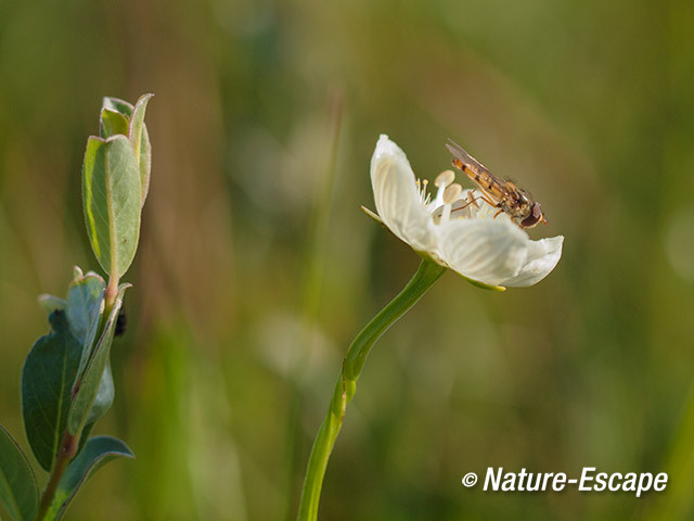 Parnassia, bloem met zweefvlieg, NHD WaZ1 080813