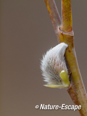 Wilg, katje, bloem, NHD Heemskerk 1 170214