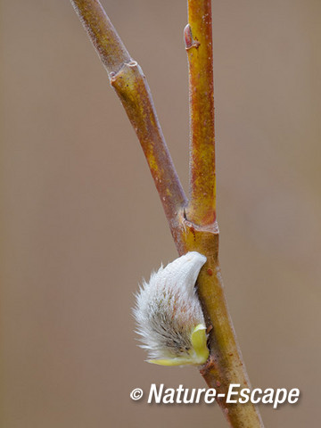 Wilg, katje, bloem, NHD Heemskerk 3 170214