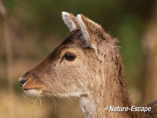 Damhert, det kop, AWD1 240414