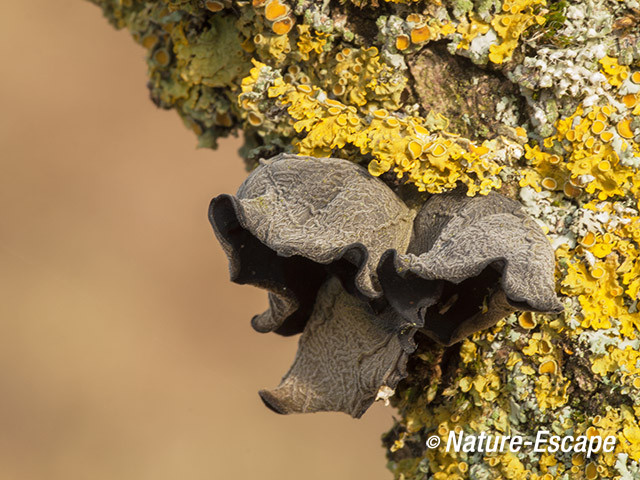 Judasoor, oude paddenstoelen, korstmos, op vlier AWD3 240214