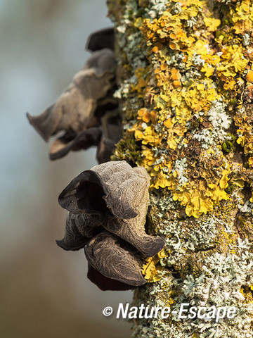 Judasoor, oude paddenstoelen, korstmos, op vlier AWD2 240214