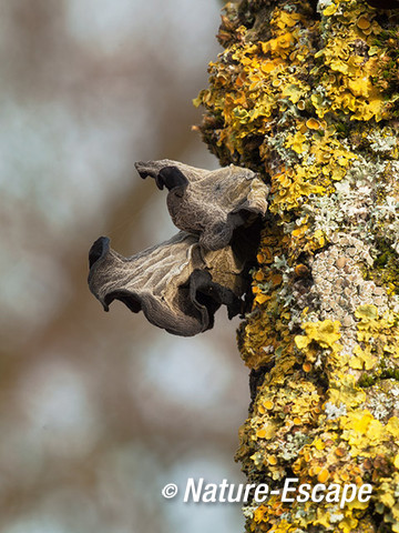 Judasoor, oude paddenstoelen, korstmos, op vlier AWD1 240214