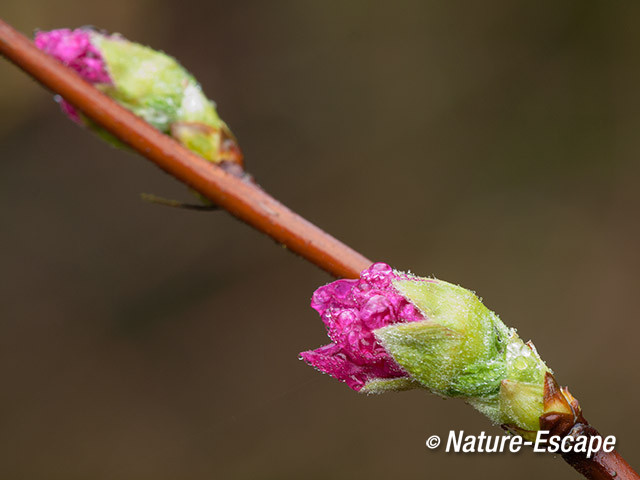 Prachtframboos, openende bloemknoppen, Elswout 1 280214