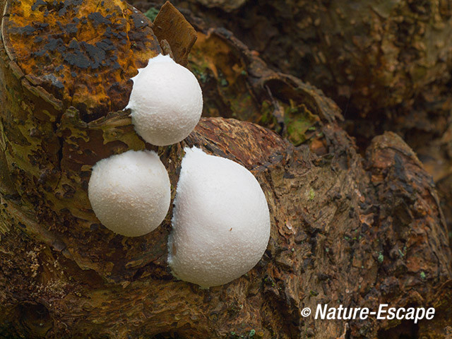 Boompuist, paddenstoelen op oude els, Leyduin 1 170314