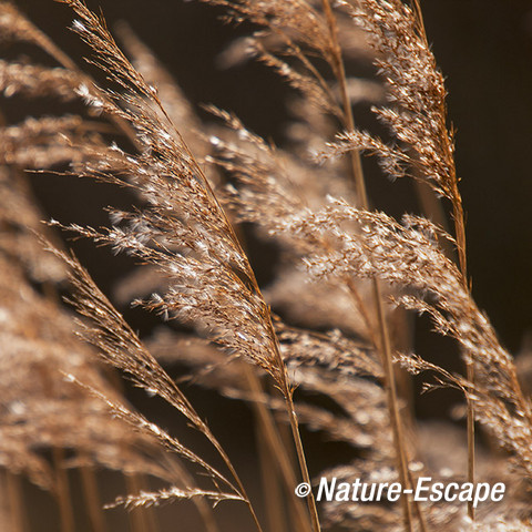 Riet, in beweging, AWD1 240214