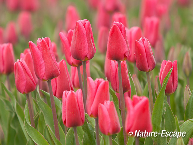 Tulp, in bollenveld, kleur, tulpen, Rondje Wogmeer 4 050414