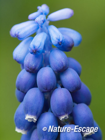 Blauw druifje, detail bloemen, bloei, tB1 070414