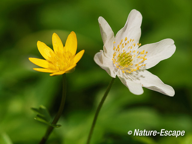 Bosanemoon bloem, speenkruid, bloem, Hallerbos 120414 