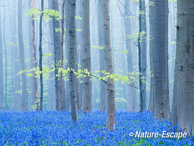 Hallerbos, boshyacinten, bloemen, bloei, mist, Hallerbos 16 120414