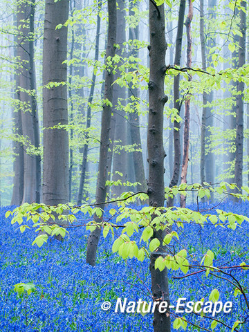 Hallerbos, boshyacinten, bloemen, bloei, mist, Hallerbos 15 120414