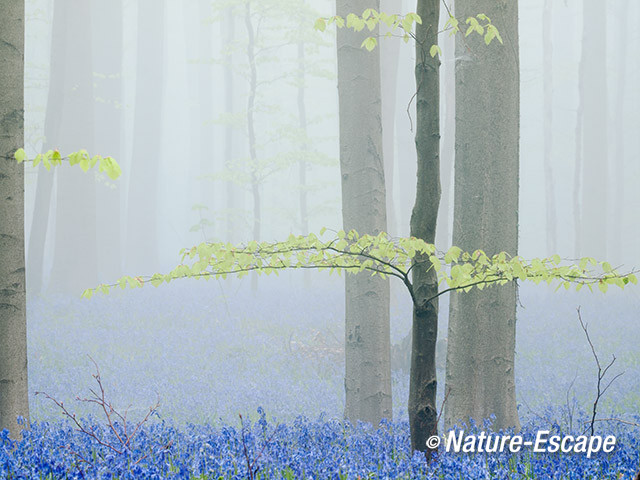 Hallerbos, boshyacinten, bloemen, bloei, mist, Hallerbos 4 120414