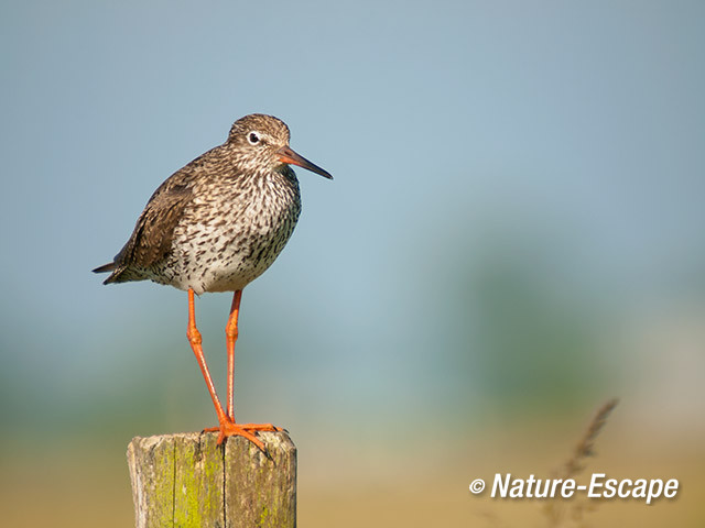 Tureluur, op paal, Castricummerpolder 3 090614