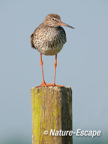 Tureluur, op paal, Castricummerpolder 2 090614