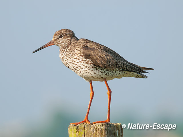 Tureluur, op paal, Castricummerpolder 1 090614