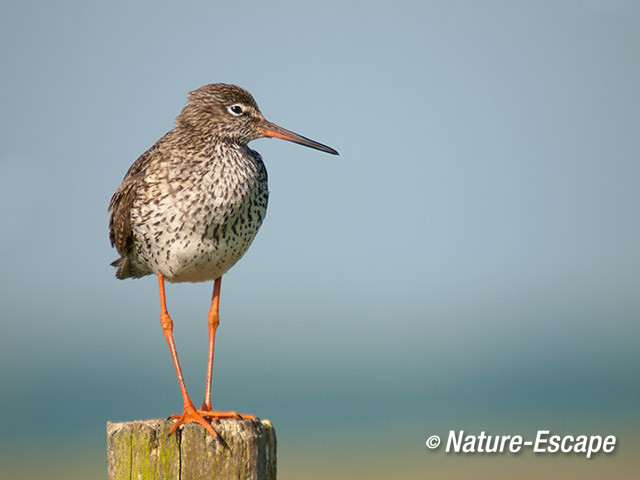 Tureluur, op paal, Castricummerpolder 4 090614