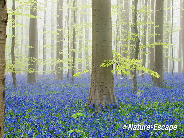 Hallerbos, boshyacinten, bloemen, bloei, mist, Hallerbos 8 120414