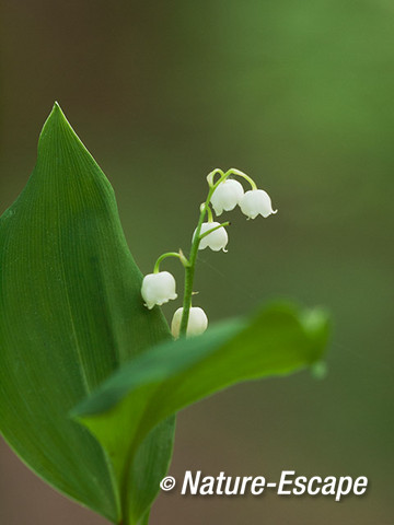 Lelietje van dalen, bloemen, bloei, Savelsbos 1 280414