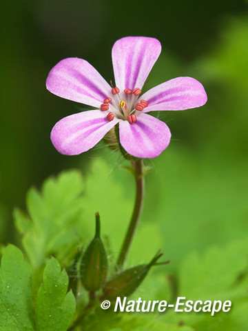 Robertskruid, bloem, bloei, Savelsbos 1 280414