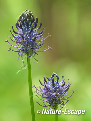 Zwartblauwe rapunzel, bloemen, bloei, paars, blauw, Savelsbos 2 280414