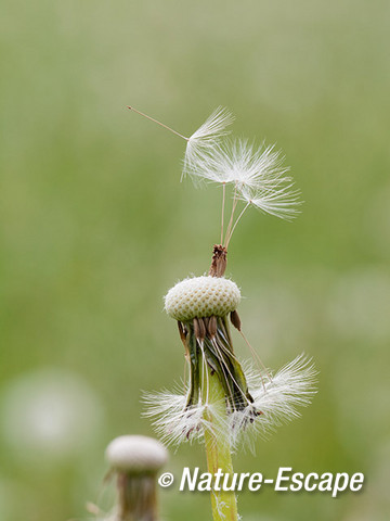 Paardenbloem, zaadpluis, zaden, Savelsbos 1 280414