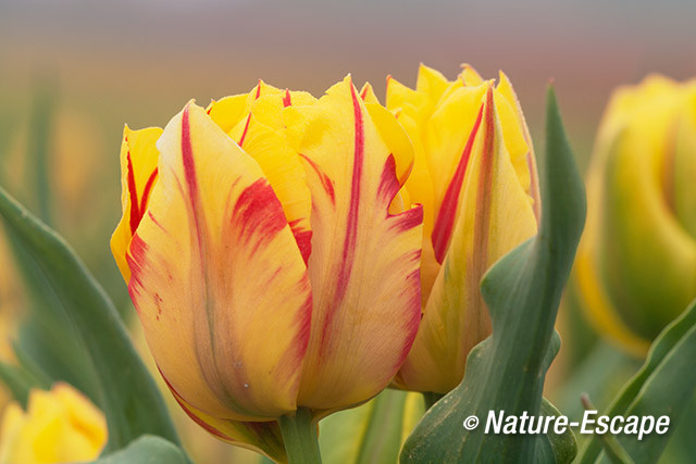 Tulp, in bollenveld, kleur, tulpen, Rondje Wogmeer 7 050414